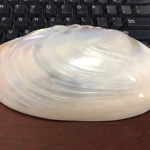 May include: A large, white, iridescent seashell with a smooth, rounded surface. The shell has a natural, organic texture and a pearlescent sheen.