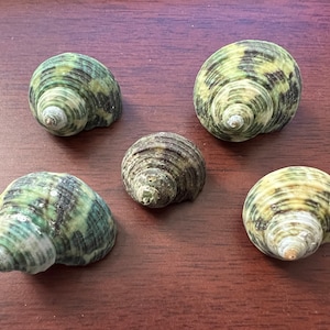 May include: Five seashells with a green, brown, and white swirl pattern. The shells are arranged in a semi-circle on a brown wooden surface.