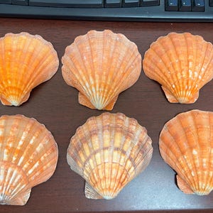 6 Pcs Orange Lion Paw Pectin Clam Dish Scallop Beach Sea Shell 4”