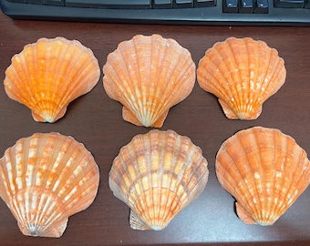 6 Pcs Orange Lion Paw Pectin Clam Dish Scallop Beach Sea Shell 5”