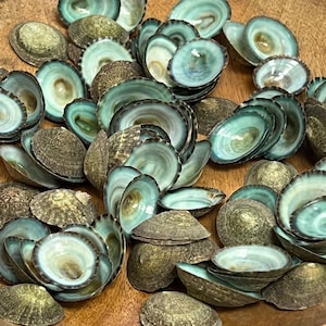 May include: A bowl filled with a variety of iridescent green abalone shells. The shells are arranged in a random pattern and are all different sizes. The bowl is made of wood and has a natural finish.