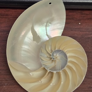 White Pearlized Polished Pearlized Nautilus Sliced Decorative Nautical 3”