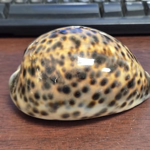 May include: A polished seashell with a speckled pattern of dark brown spots on a tan background. The shell has a smooth, glossy surface and is resting on a wooden surface. The shell is a natural, decorative item.