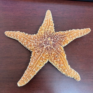 Extra Large Real Sugar Starfish Shell 8”