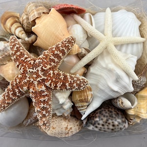 25+ pcs colorful LARGE SHELL sugar STARFISH craft Box