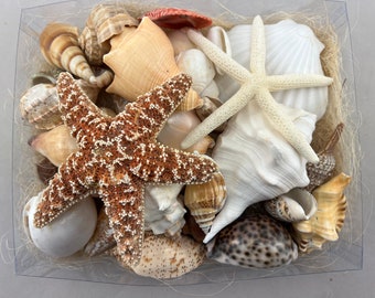 25+ pcs colorful LARGE SHELL sugar STARFISH craft Box