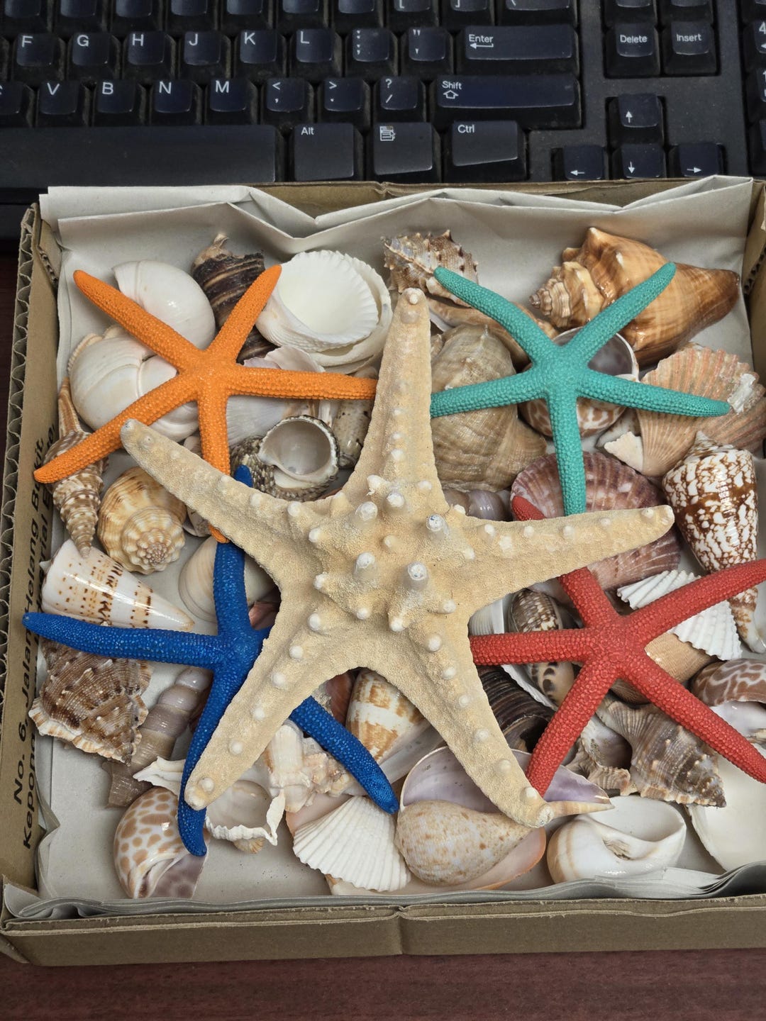 30+ Pcs Colorful LARGE SHELL White Pencil Knobby STARFISH Craft Box - Etsy