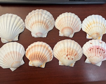 6 Pcs White Pectin Clam Dish Scallop Beach Sea Shell 4&quot;