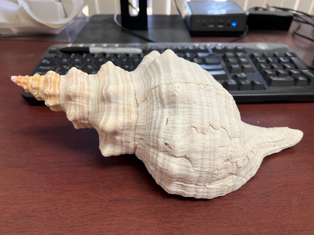EXTRA LARGE Natural Brown Striped Horse Conch Sea Shell Nautical 13 - Etsy