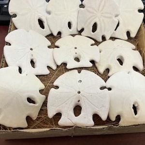 May include: A collection of white sand dollars in a box lined with brown straw. The sand dollars are arranged in a circular pattern.