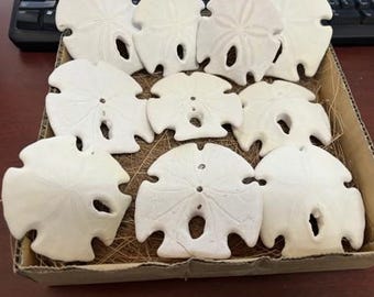 10 Pieces Mexico Arrowhead White Sand Dollar 3-4"