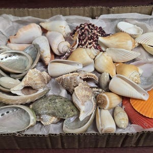 May include: A collection of various seashells in a cardboard box, including conch shells, scallop shells, and abalone shells. The shells vary in color, with shades of white, tan, orange, and iridescent green. The shells are arranged on white tissue paper.