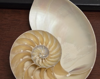 Brown Tiger Polished Nautilus Center Sliced Decorative Nautical 5.5"