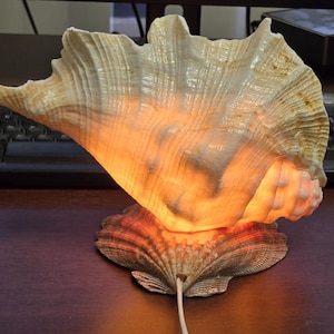 Lámpara de luz nocturna con forma de concha, decoración náutica de playa