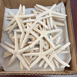 100 Pcs White Pencil Starfish Beach Sea Shell Craft Decor 2-3&quot;