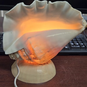 May include: A conch shell lamp with a warm, orange glow emanating from within. The shell is off-white with a textured surface, mounted on a matching base. A white power cord extends from the base. The lamp is on a wooden desk.