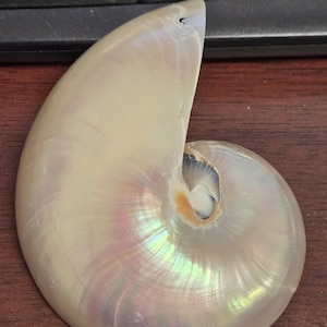 Center Sliced White Pearlized Polished Nautilus Sliced Decorative Nautical 4”