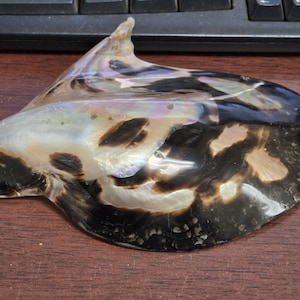 May include: A large, iridescent seashell with a black and white pattern. The shell is smooth and has a glossy finish.