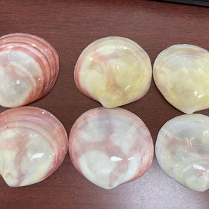 6 Pcs Pink Pectin Clam Dish Scallop Beach Sea Shell 3”