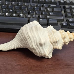 May include: A large, off-white conch shell with a textured, ribbed surface and a spiraled, pointed tip. The shell features natural ridges and a tapered shape, transitioning from a wide, rounded body to a narrow, elongated end with tan hues.