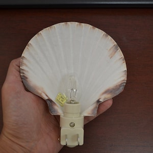 Scallop Sea SHELL Nautical Beach Decor NIGHTLIGHT S7-348 image 3