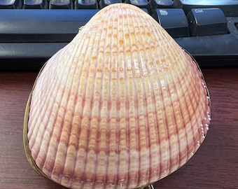 Large Pink Beige Pectin Scallop Shell Coin Trinket Purse