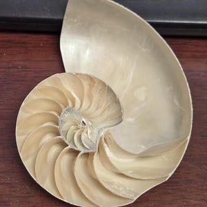 White Polished Pearlized Nautilus Center Sliced Decorative Nautical Pieces 4”