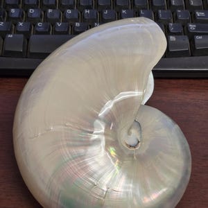 White Pearlized Chambered Nautilus SEA SHELL Nautical Beach Decor 7.5"