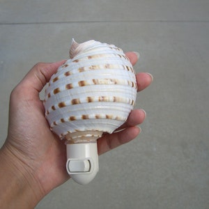 Brown Spotted Banded Tun Sea SHELL Nautical Beach Decor NIGHTLIGHT - Etsy
