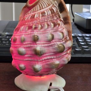 May include: A decorative seashell lamp with a pink and white striped pattern, accented with brown and tan hues. The lamp emits a warm red glow from within and sits on a white seashell base. A white power cord extends from the base.
