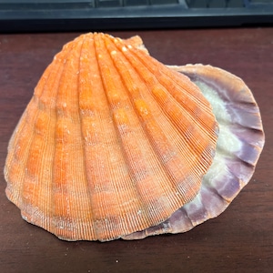 2 Pcs Orange Lion Paw Clam Dish Scallop Beach Sea Shell Pair 5 - 5 1/2&quot;