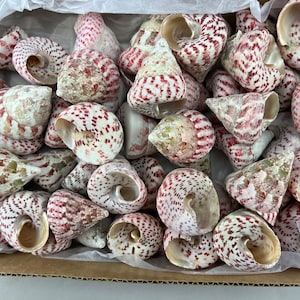 May include: A collection of small, white seashells with pink and red markings. The shells are arranged in a box and have a spiral shape.
