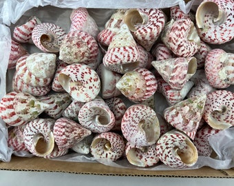 May include: A collection of small, white seashells with pink and red markings. The shells are arranged in a box and have a spiral shape.