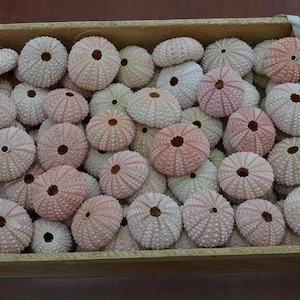 May include: A wooden box filled with pink and white sea urchins. The sea urchins are arranged in a random pattern and are all facing up.