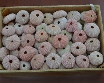 50 Pcs Bulk PINK Sea URCHINS Sea Shell Beach WEDDING 7396