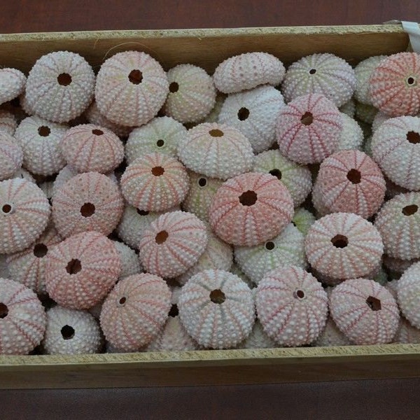 50 Pcs Bulk PINK Sea URCHINS Sea Shell Beach WEDDING 7396