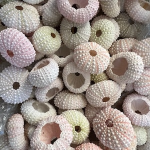 May include: A collection of white, pink, and green sea urchin shells. The shells are arranged in a pile, with some of them overlapping. The shells are all different sizes and shapes, but they all have a similar texture.