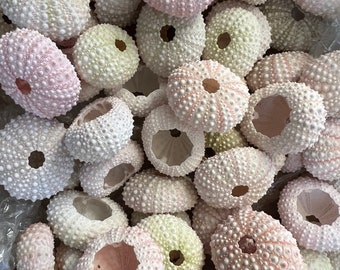 75+ Pcs Bulk PINK Sea URCHINS Sea Shell Beach WEDDING 1”