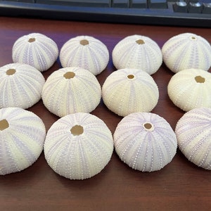 May include: Twelve white sea urchins with purple stripes. The sea urchins are arranged in a circle on a brown surface.