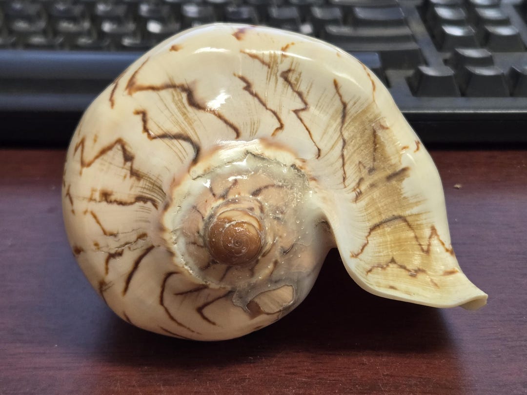 Noble Volute Conus Conch Shell Nautical Home Decor Seashell 6 1/2