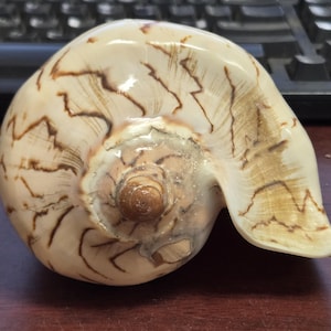 May include: A large, cream-colored seashell with intricate brown markings. The shell has a spiral shape with a prominent opening and a smooth, glossy surface. The natural patterns create a unique, organic design.