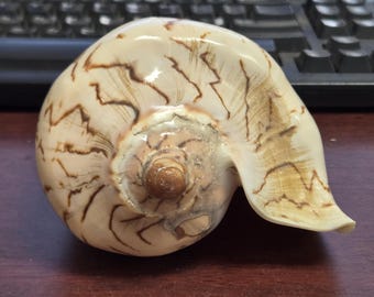 Noble Volute Conus Conch Shell Nautical Home Decor Seashell 6 1/2&quot;