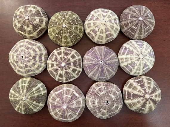 12 Pieces Green Purple Alfonso Green Sea Urchin 2 1/2" - 3”