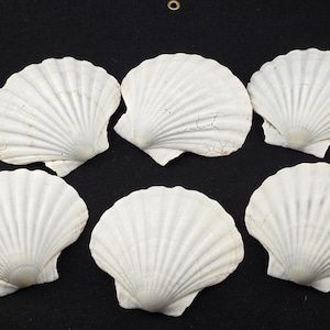 6 Pcs White Pectin Clam Dish Scallop Beach Sea Shell Pair 5&quot;