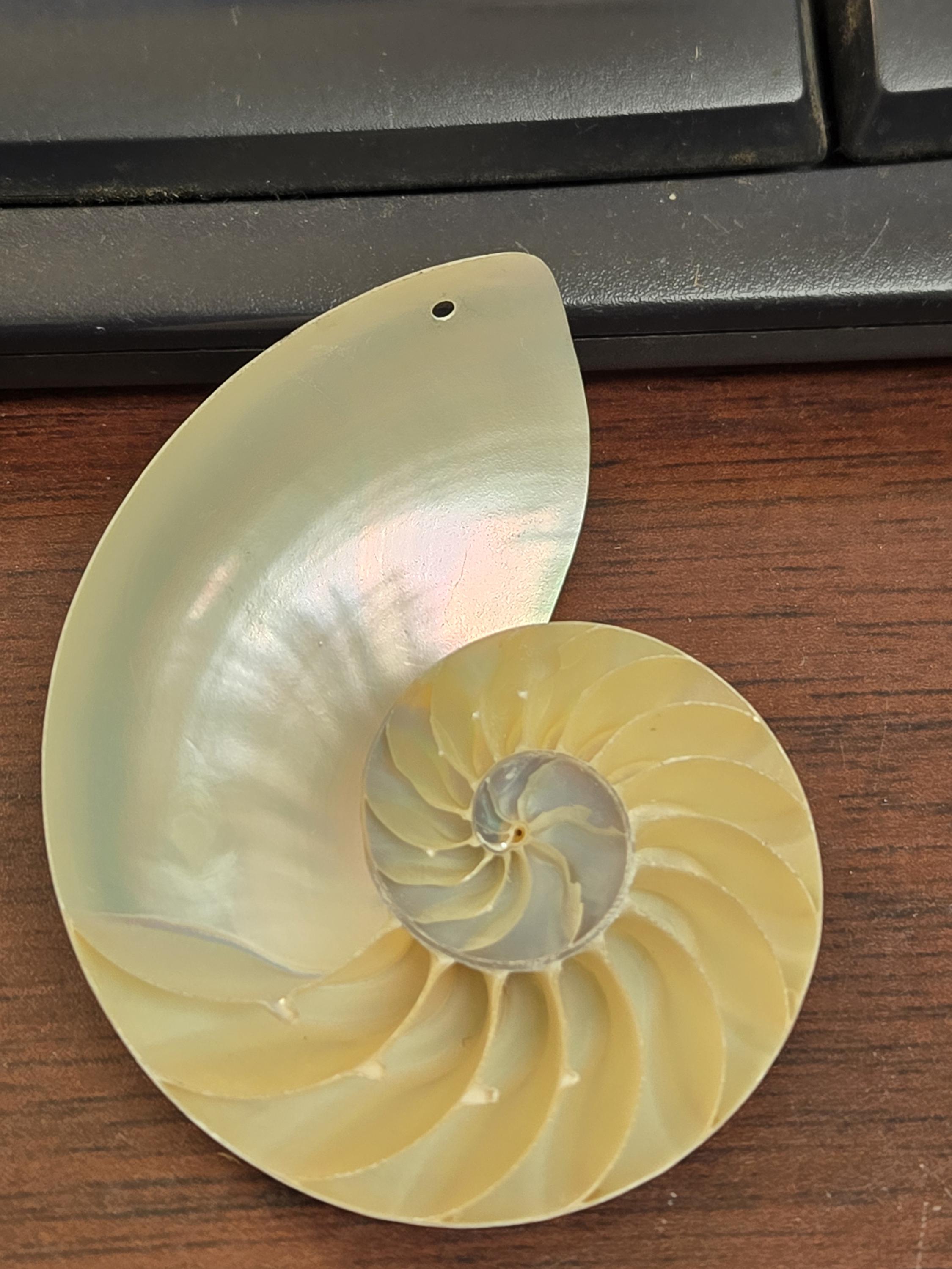 White Pearlized Polished Pearlized Nautilus Sliced Decorative