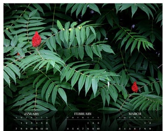 Wild Staghorn Sumac • 2024 Year at a Glance Calendar • Holiday Décor • Yearly Calendar • Size: 14.25x23.25 • Semi-gloss Poster Paper