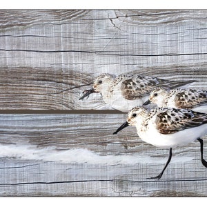 Sandpipers on a Warm Gray Driftwood Background, Canvas Painting Reproduction, Ready to Hang