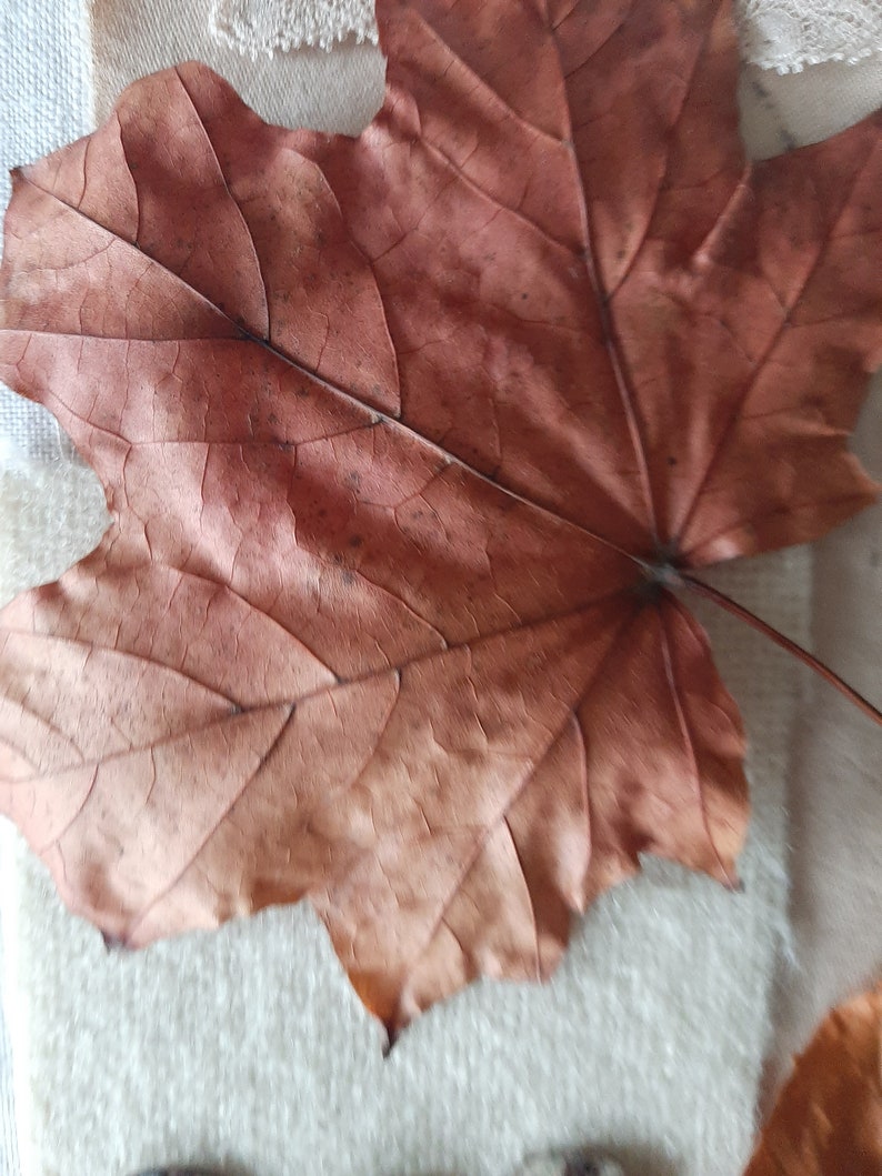 Once Upon A Time Maple Leaf The Botanical Collection
