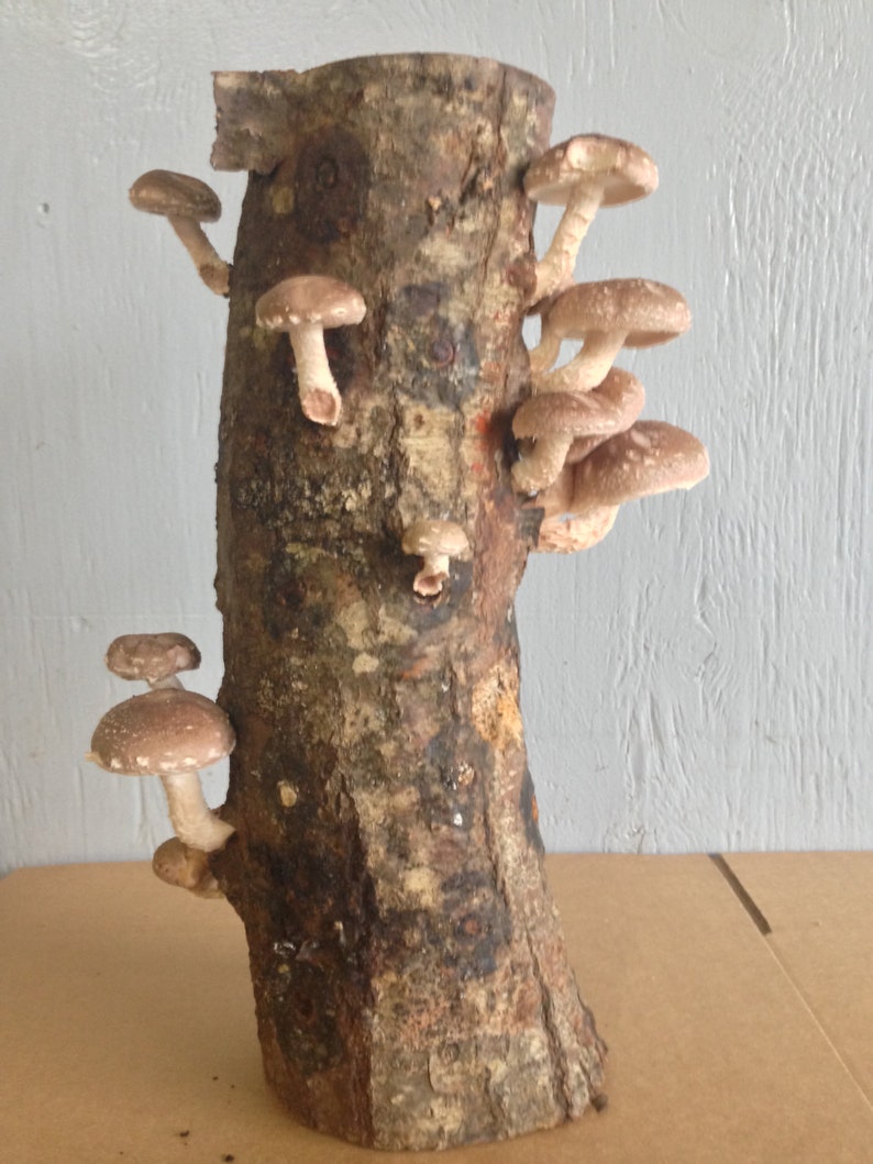 So Easy! 18/' Mushroom Log Pre Inoculated Shiitake Gourmet Edible Amazing food from your Back Yard