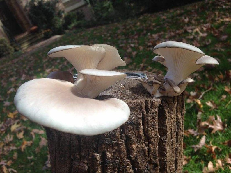 Oyster Mushroom Plug Spawn Grow Your Own Mushrooms Dowels Wide Etsy